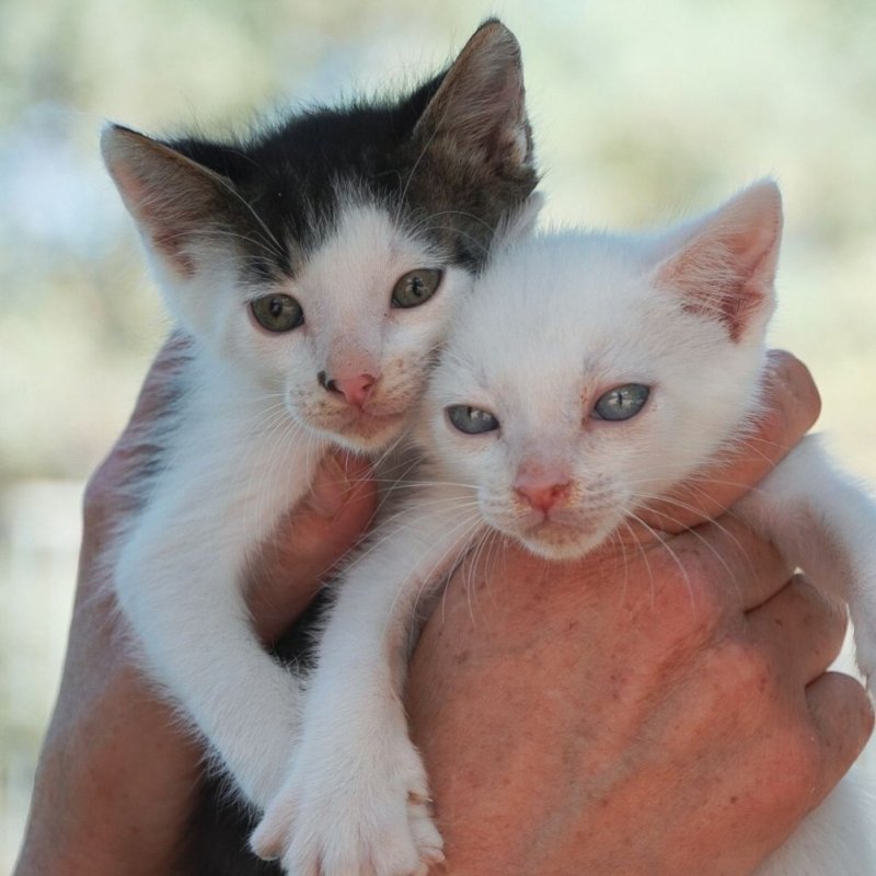 BENJI en OLIVER