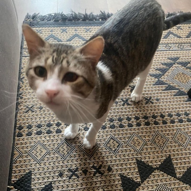 PIRATA