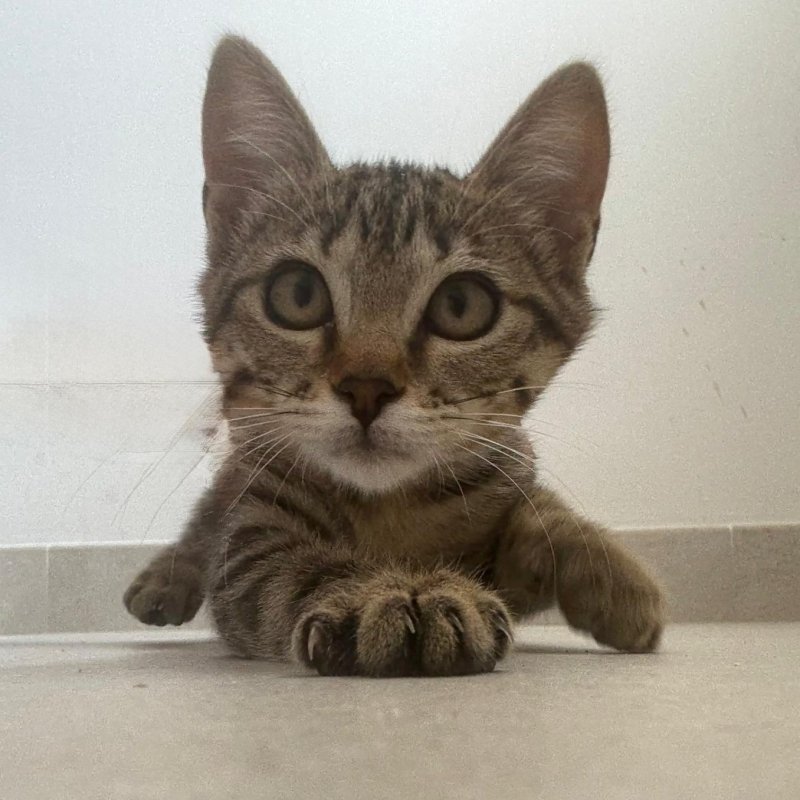 HAZEL