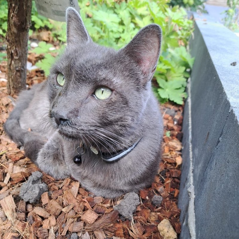 MISHU