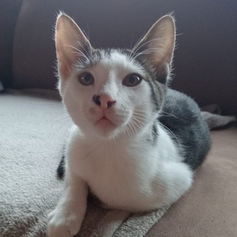 BENJI