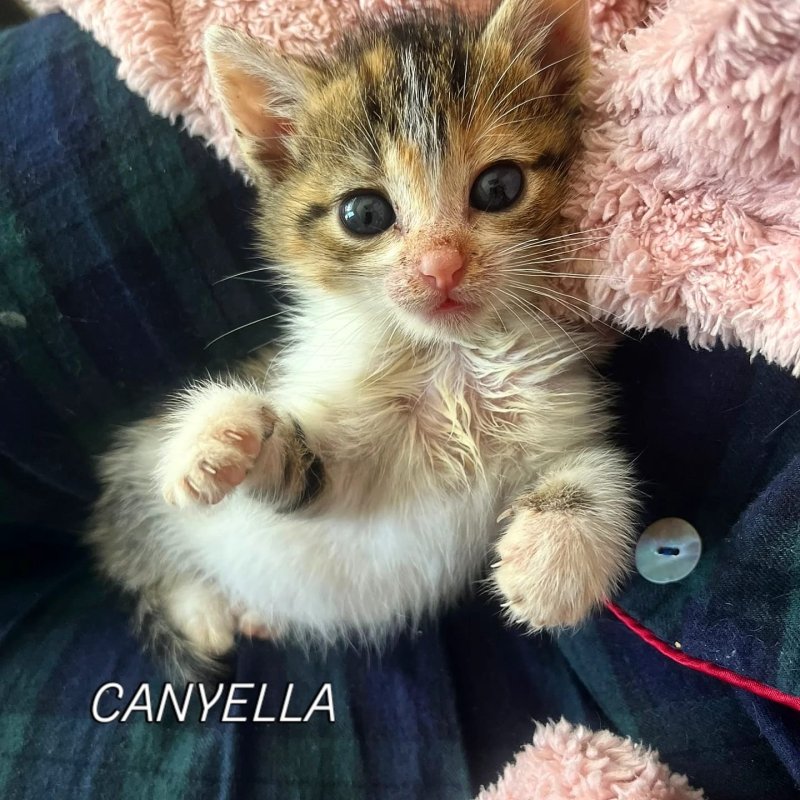 CANYELLA