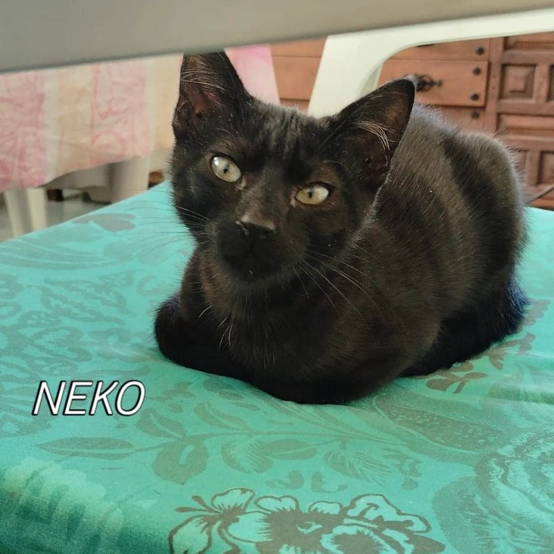 NEKO