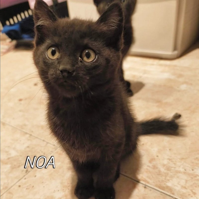 NOA