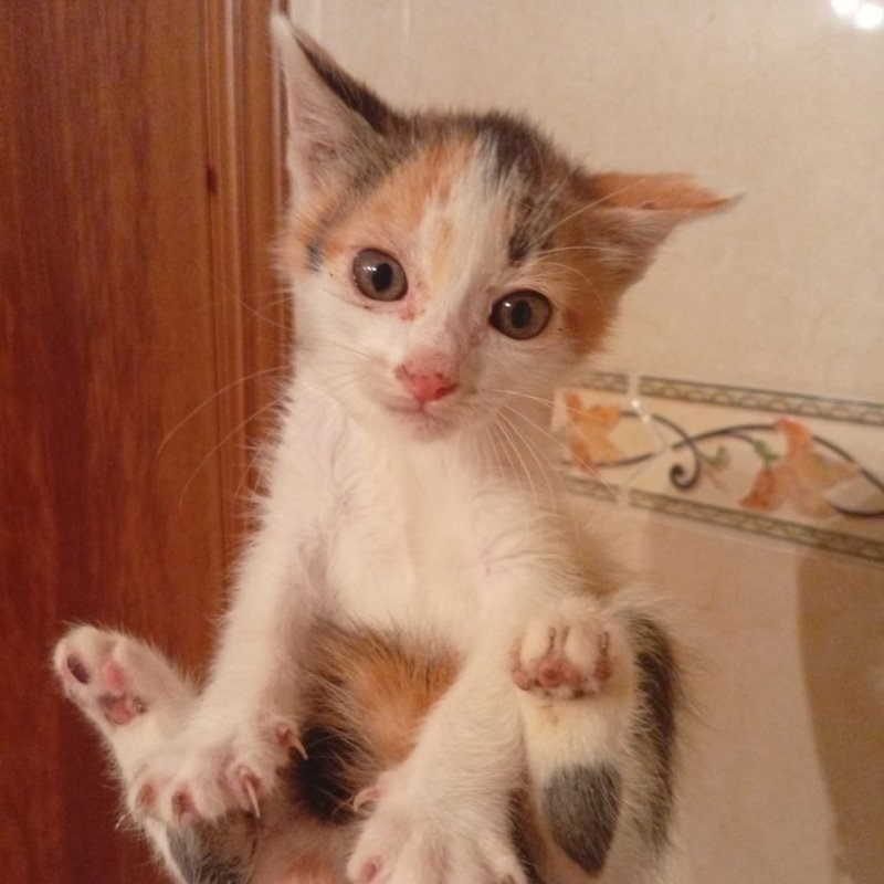 GINGER