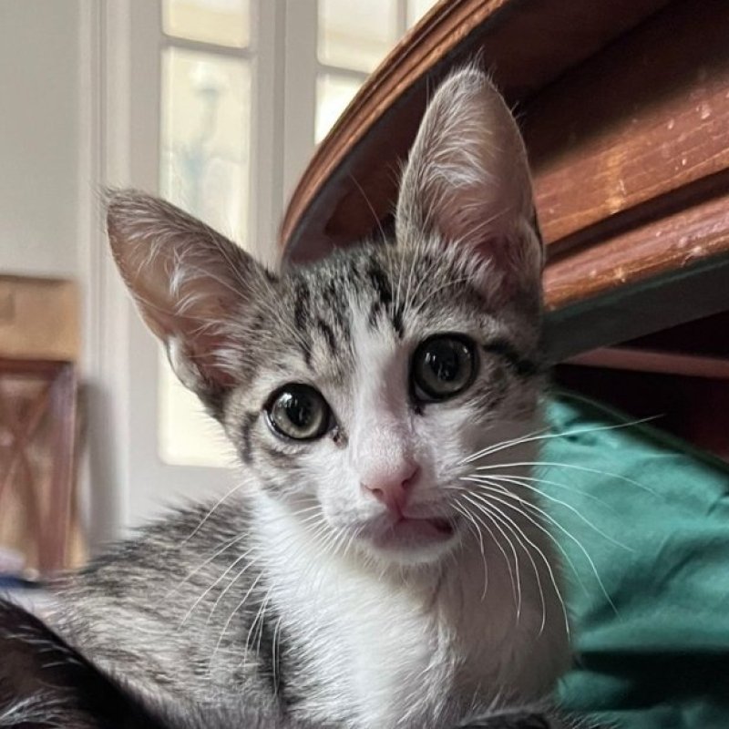TINO