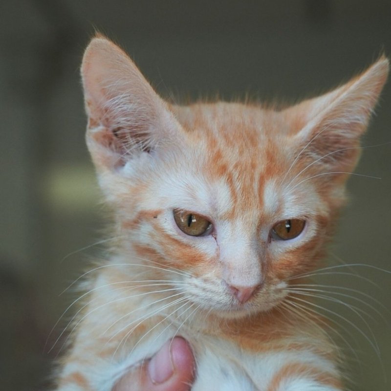 FIGO