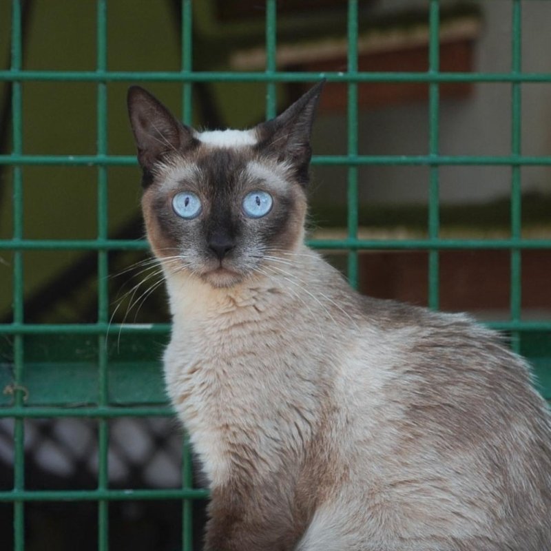 MINETTE