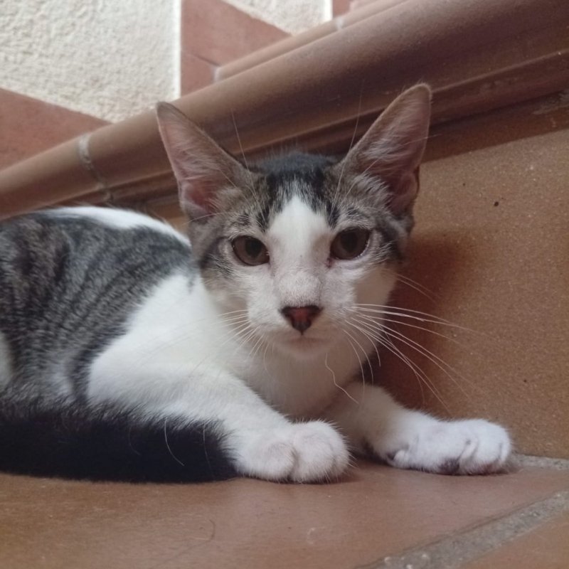 ENZO