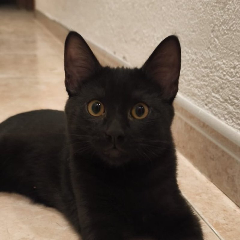 NICO