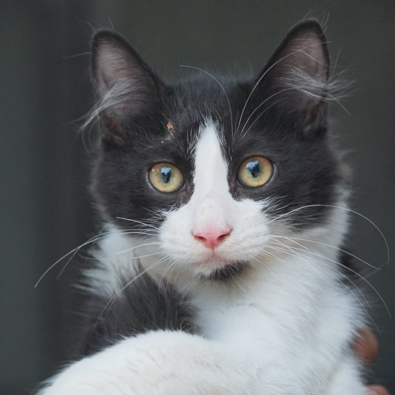 BOWIE