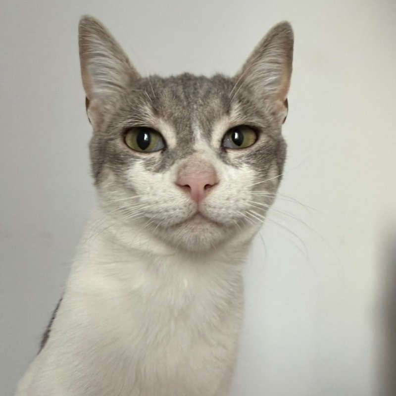SELLETA