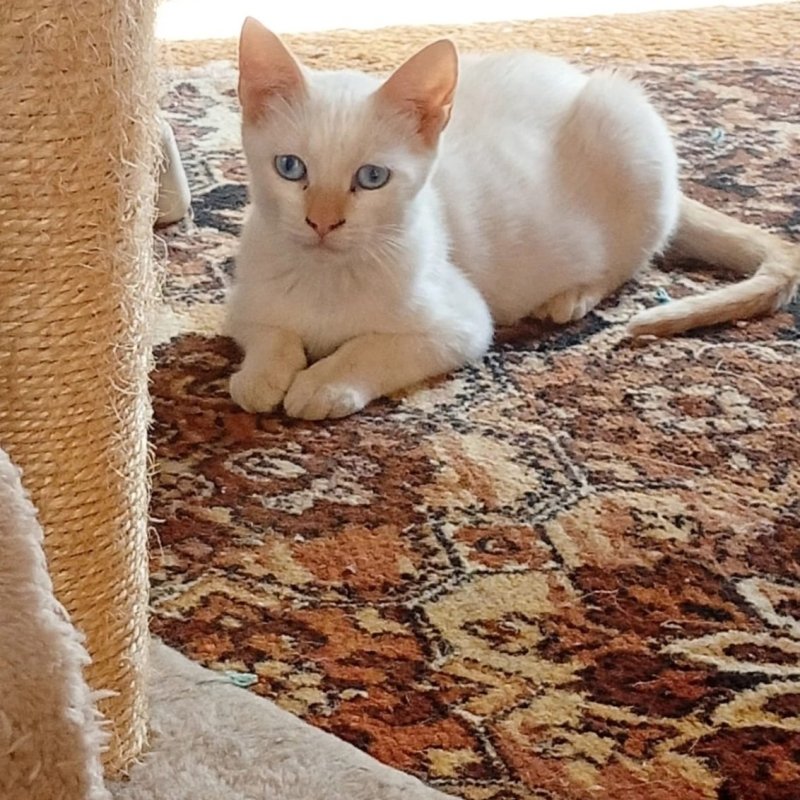 ATLAS