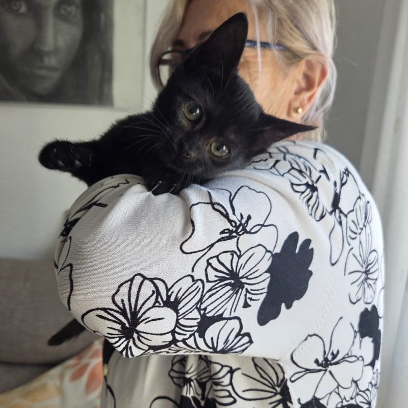 SIMBA
