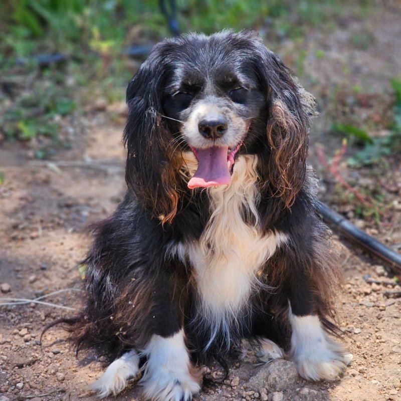 MAGGIE