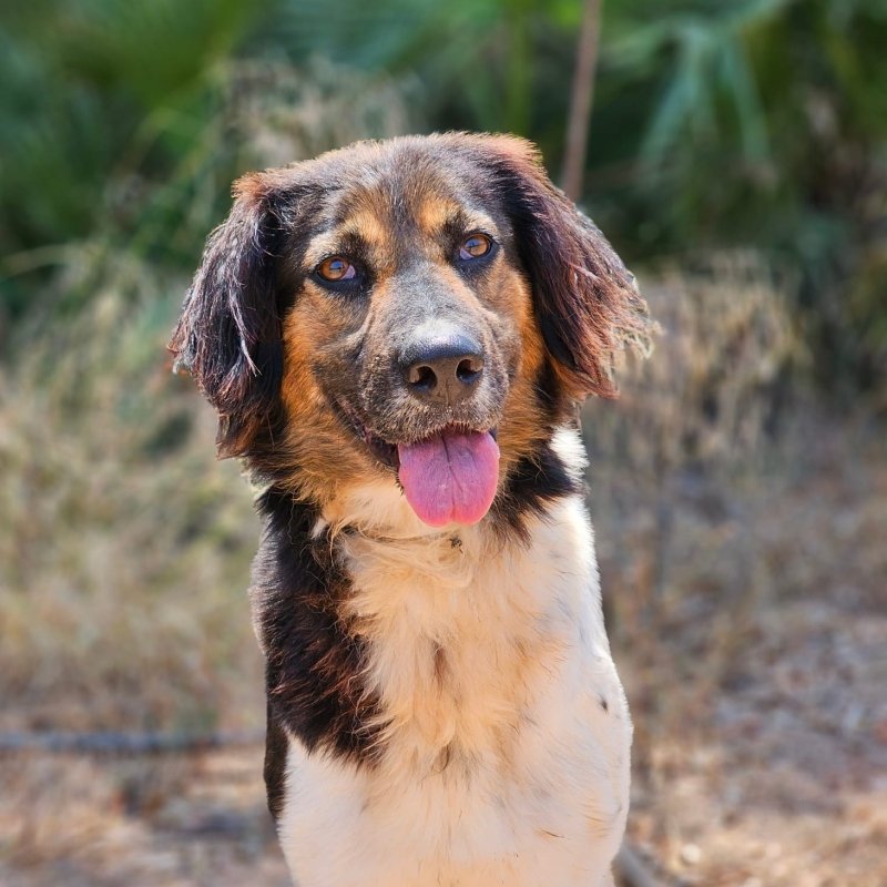 HERA