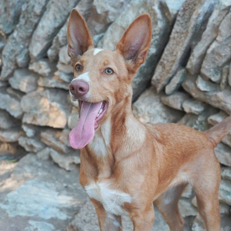 LUPI