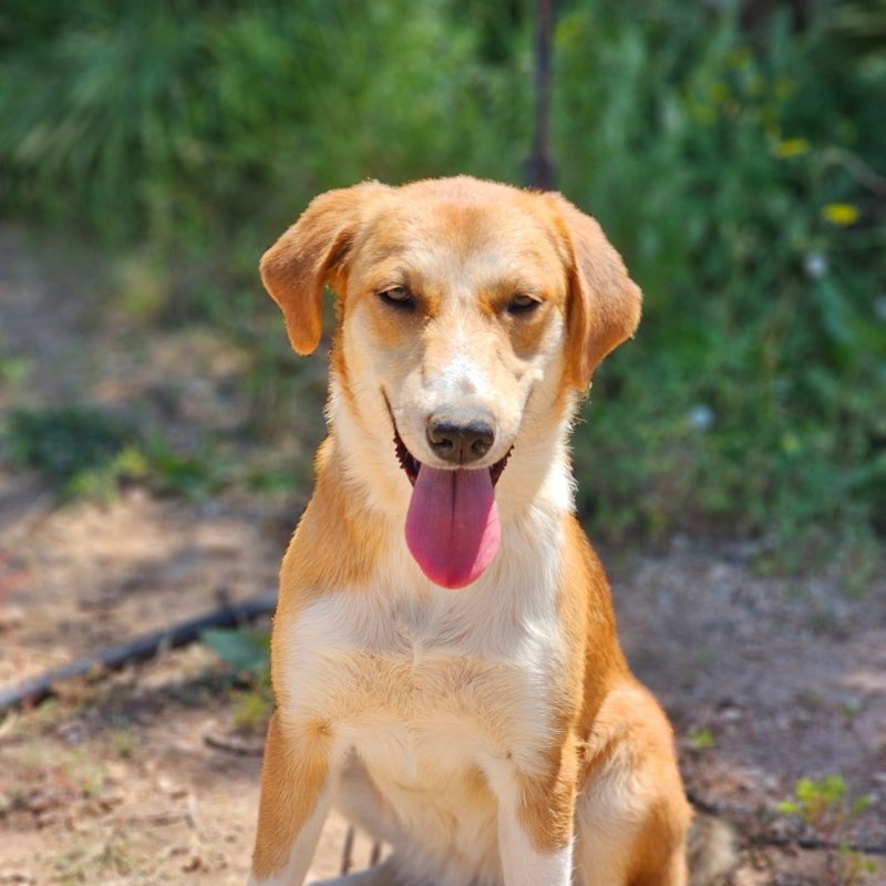 CANELA