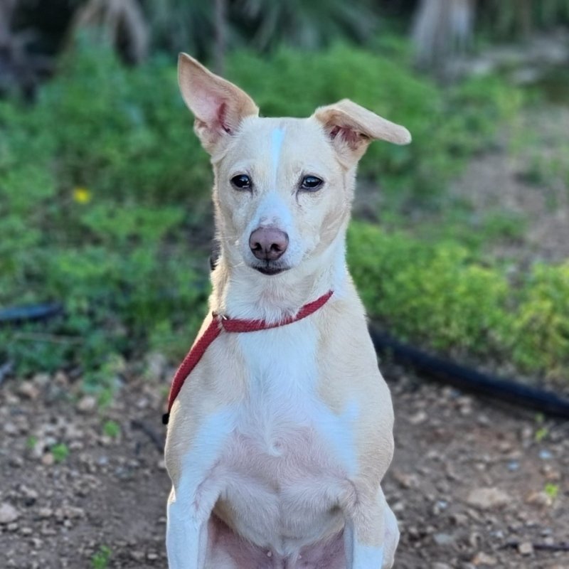 NALA