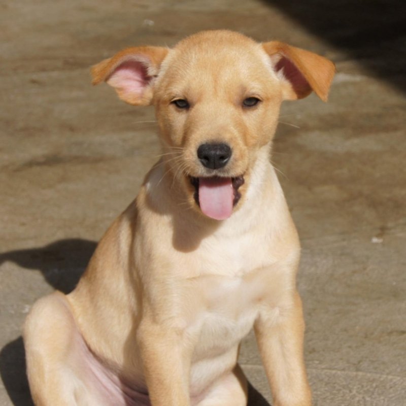 BRUNO