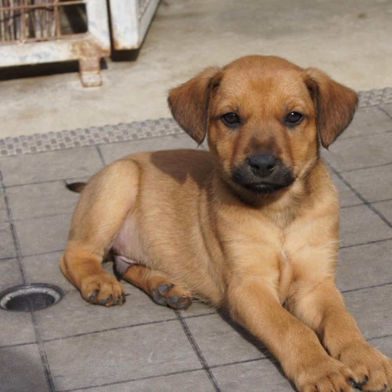 RALF