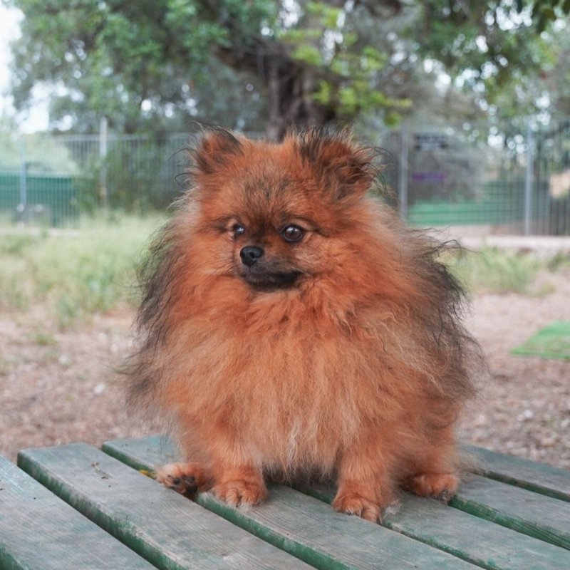 BUDDY