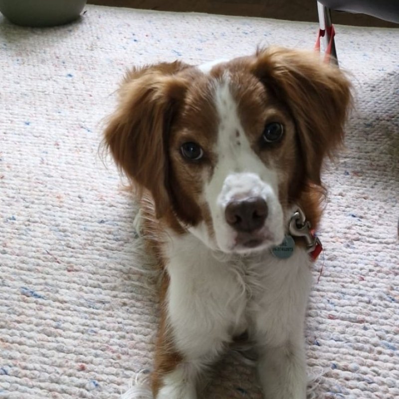 JUNO