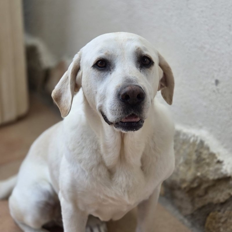ESTRELLA