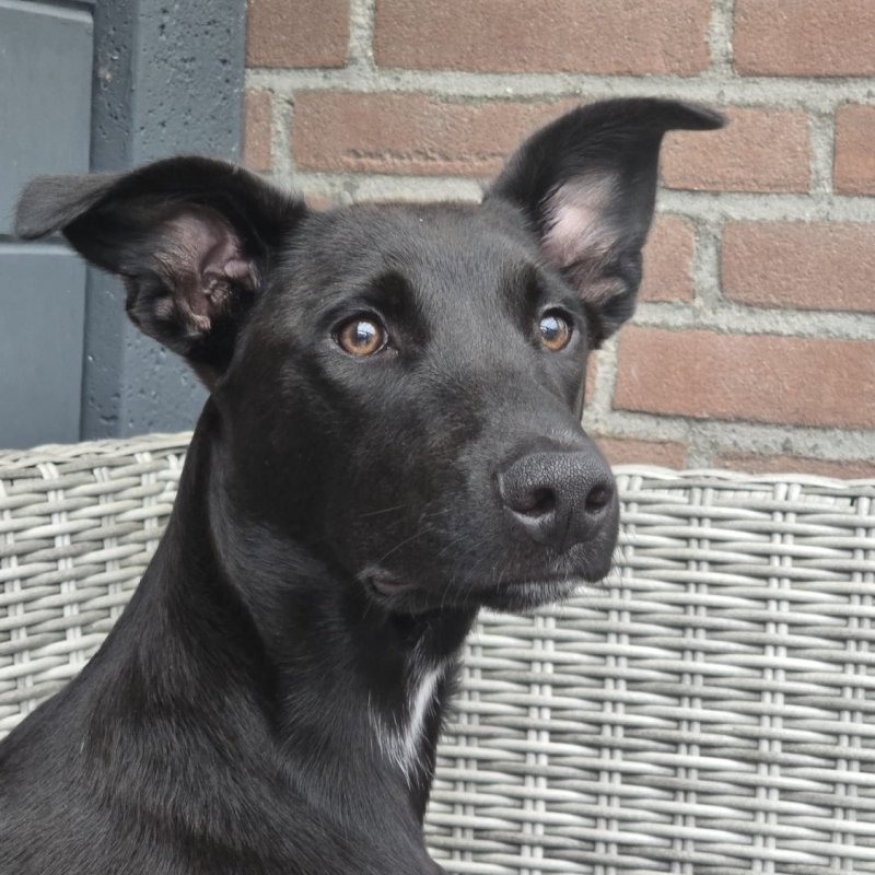 REX