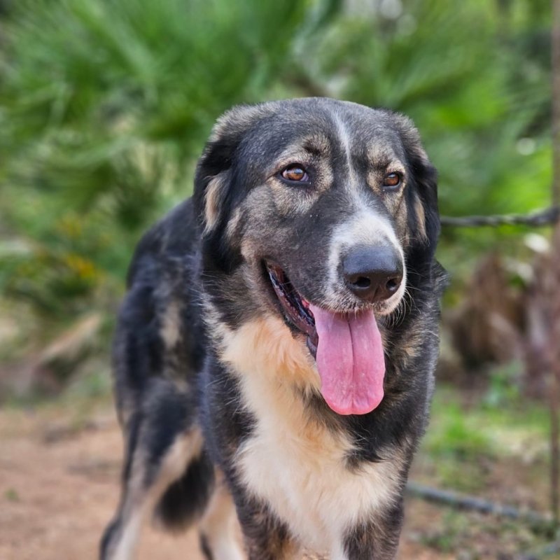 KAYA