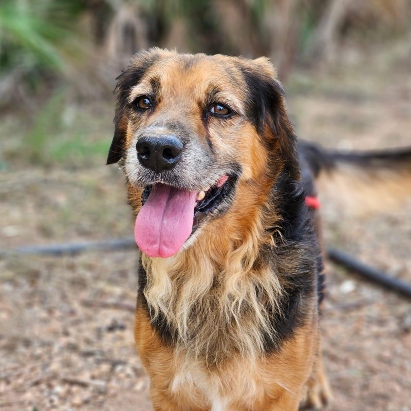 AXEL