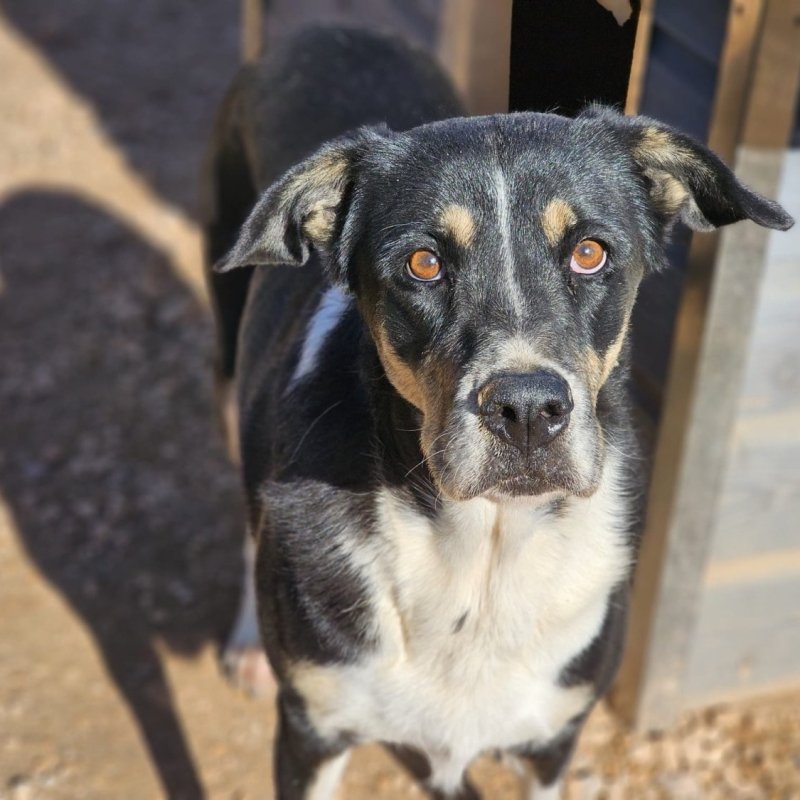 LINA