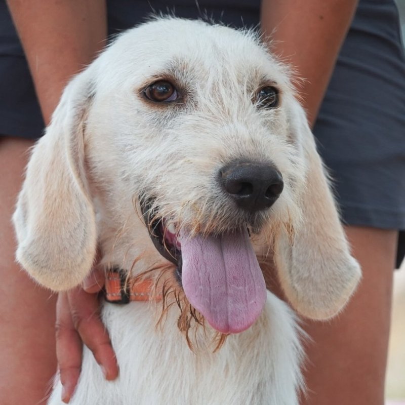 BLONDI