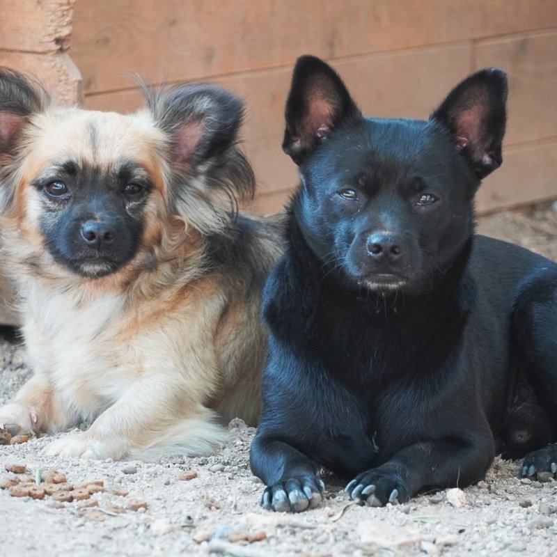 NALA & NIO