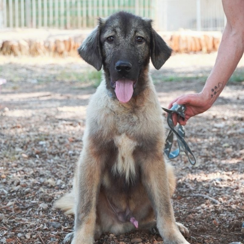 AXEL