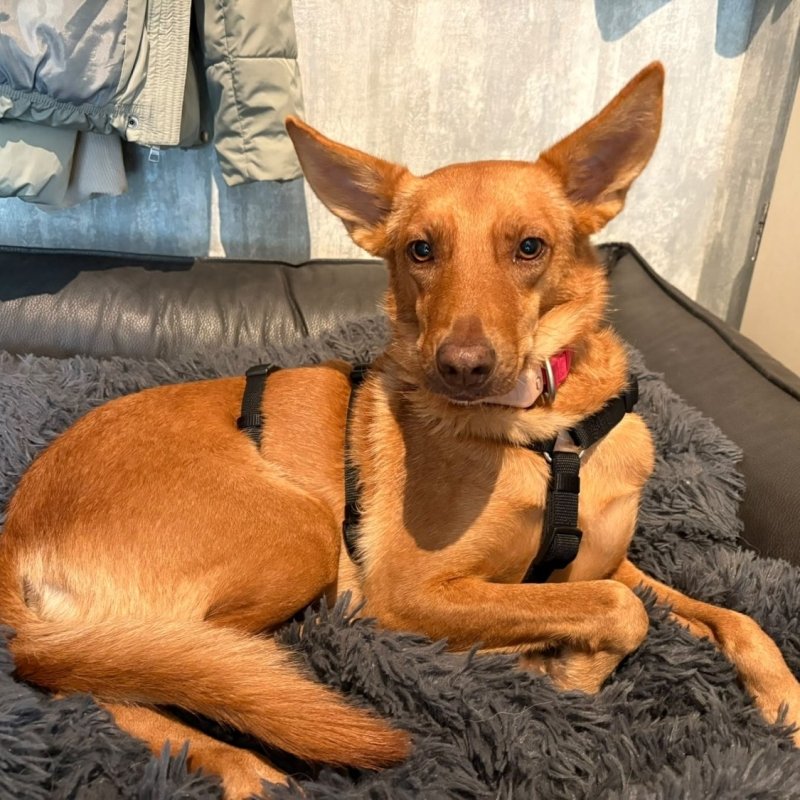 ELFA