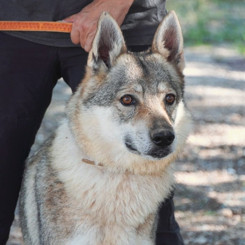 LOBA