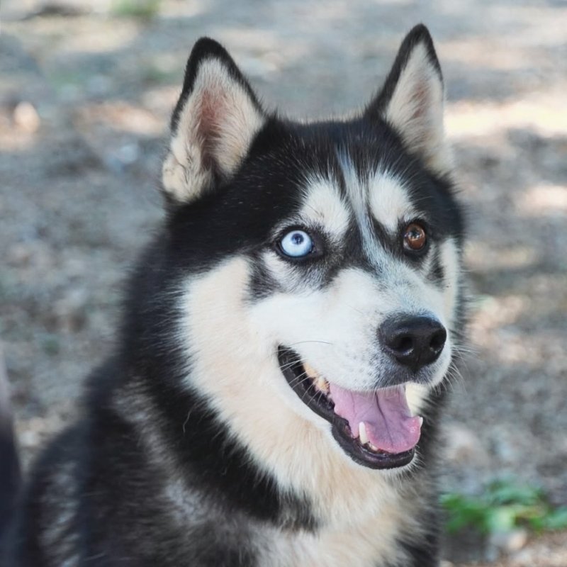 BALTO