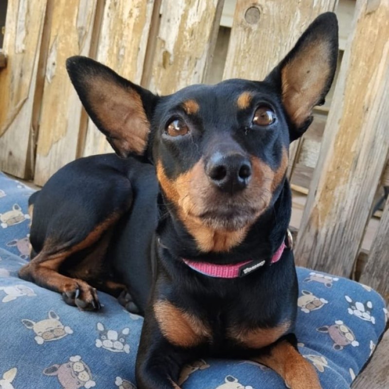 LAYLA