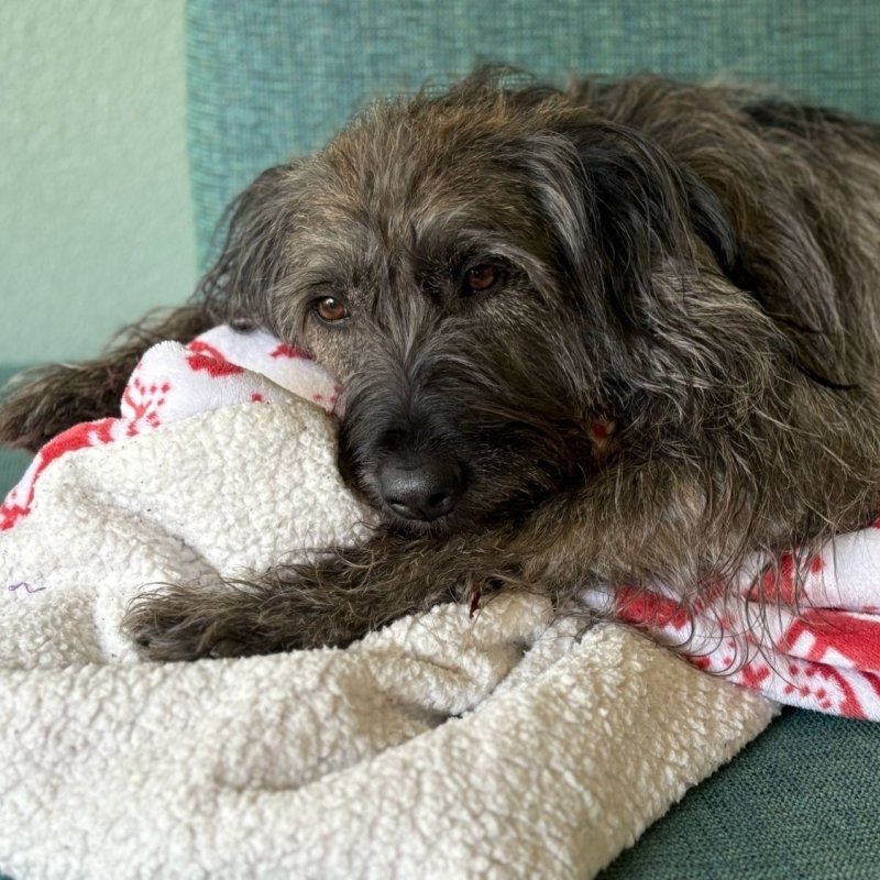 LIVIA