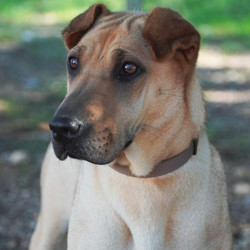 PERLA