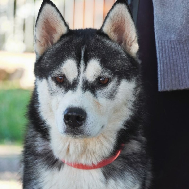SITKA